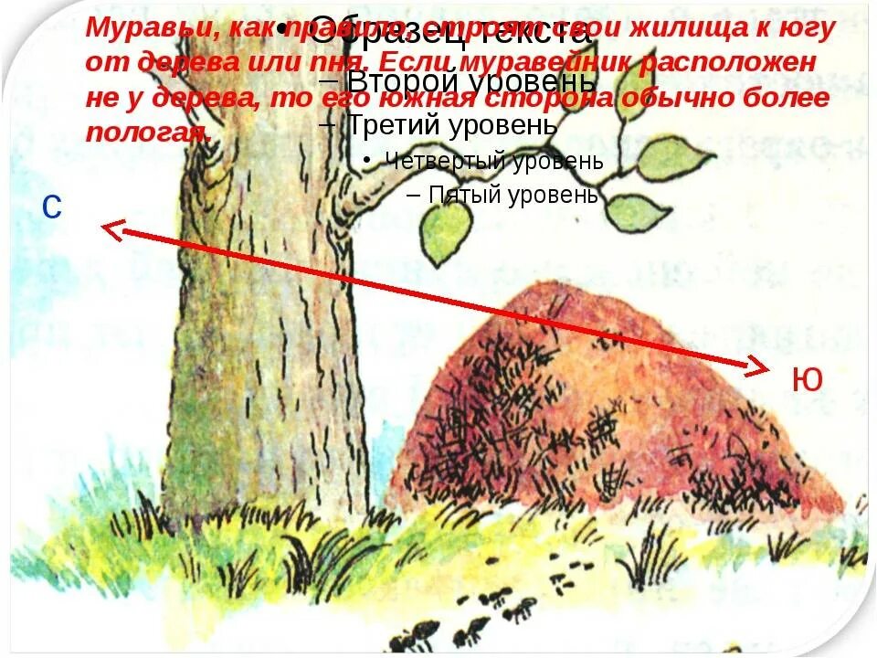 Сторона муравейника. Ориентирование по муравейнику. Ориентирование на местности по муравейнику. Ориентирование по муравейнику в лесу. Ориентирование по мупюоавейнику.