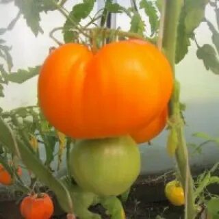 Томат абрикосовый урожайность