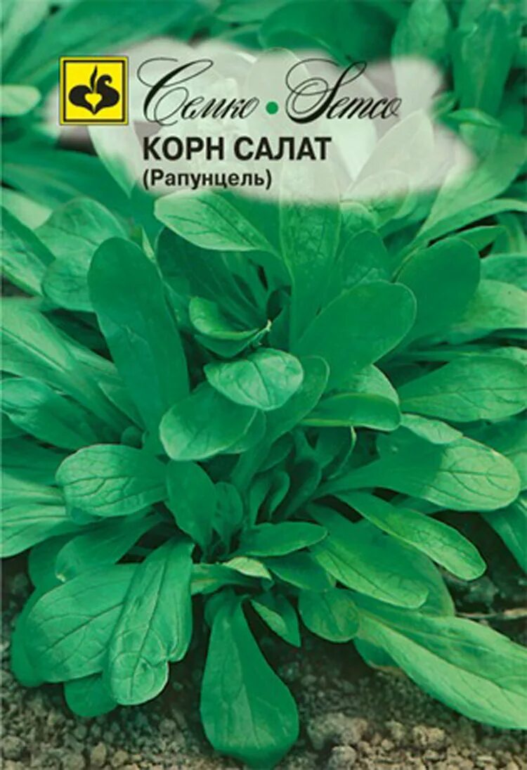 Полевой салат валерианелла. Корн салат рапунцель. Руккола корн. Салат рапунцель по вкусу. Корн микрозелень.