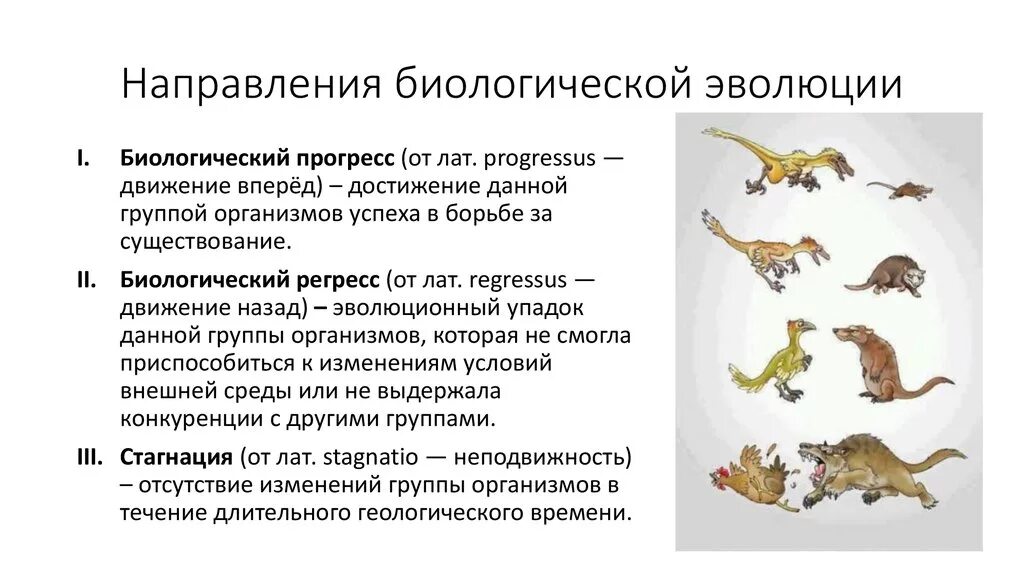 Направление эволюционного развития. Параллелизм конвергенция и дивергенция в эволюции. Закономерности эволюции. Закономерности биологической эволюции. Закономерность эволюции конвергенция.