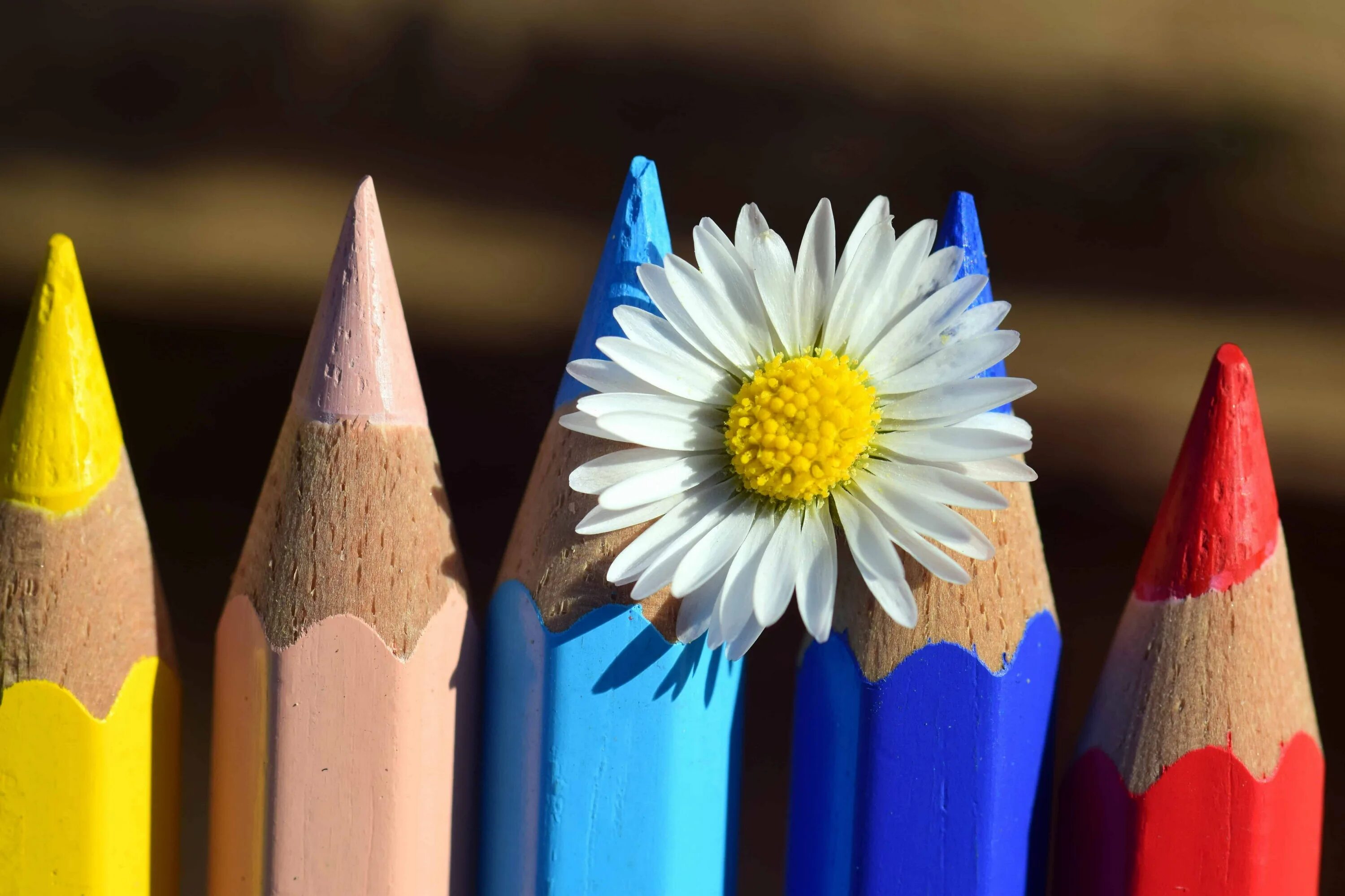 День цветных карандашей картинки. Интересные карандаши. Карандаши цветные. Праздник цветных карандашей. Цветные карандаши картинки.
