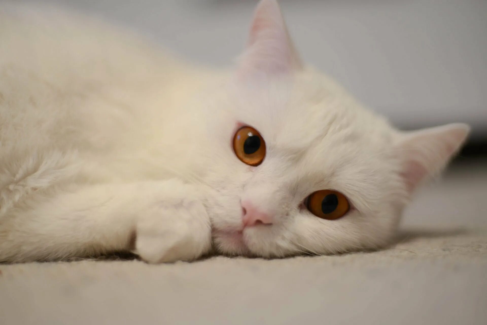Турецкая ангора короткошерстная. Кошка белая. Белый котик. Белый кот с желтыми глазами.