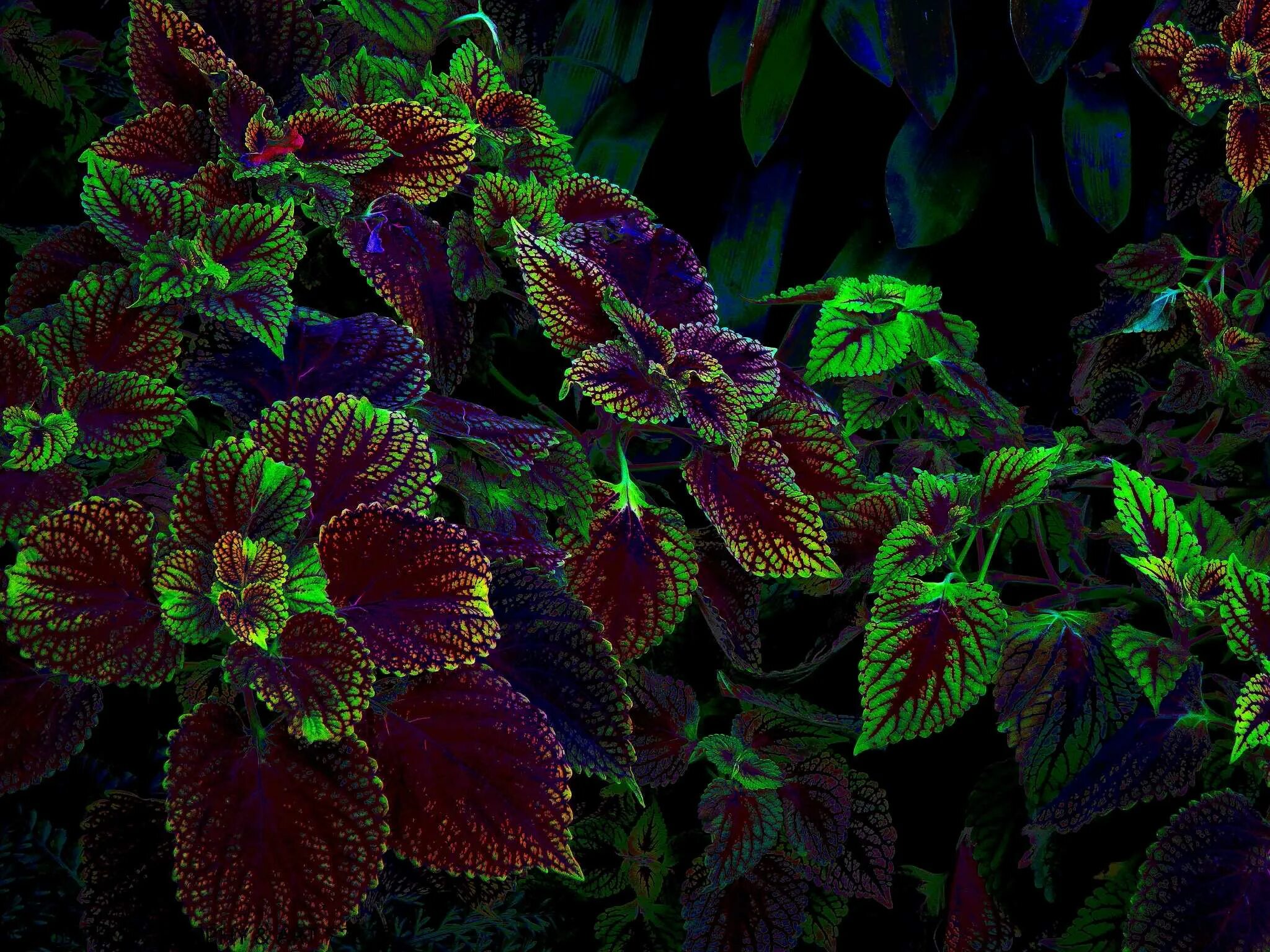 Крапивка колеус цветение. Колеус kirschrot. Колеус red croton. Колеус вершаффельта. Колеус crimson ruffles.