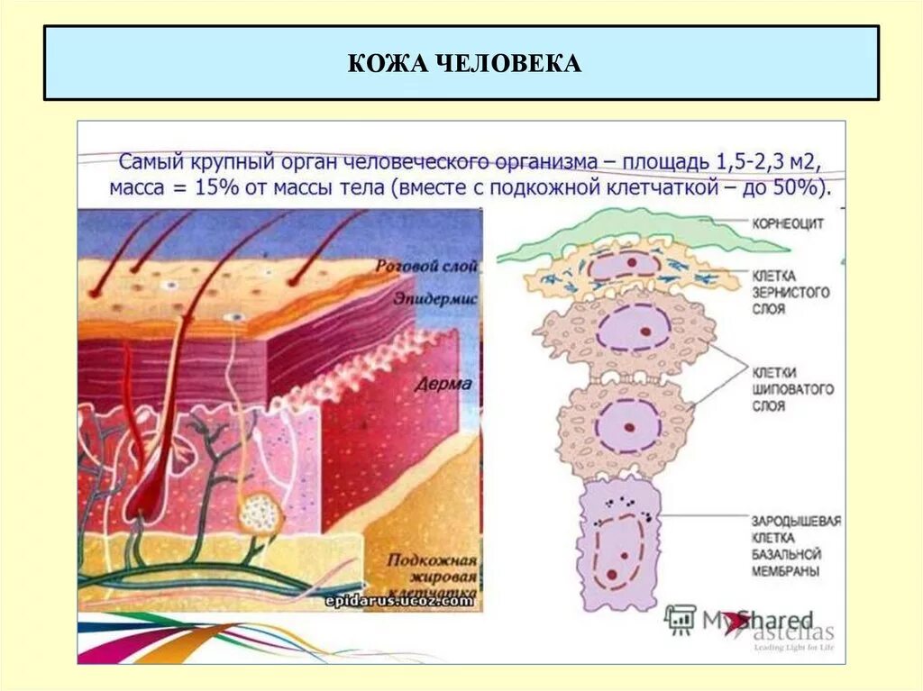 Клетка кожи называется