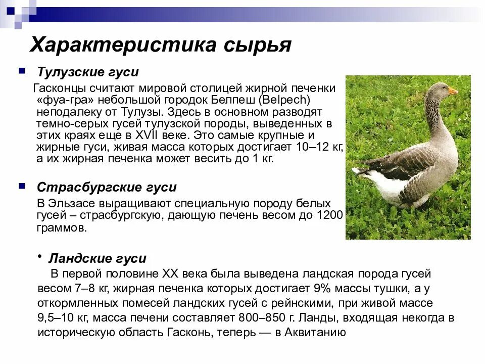 Какой гусь значение. Тулузские гуси гусята. гусь характеристика. крупный серый гусь описание. тулузская порода гусей.