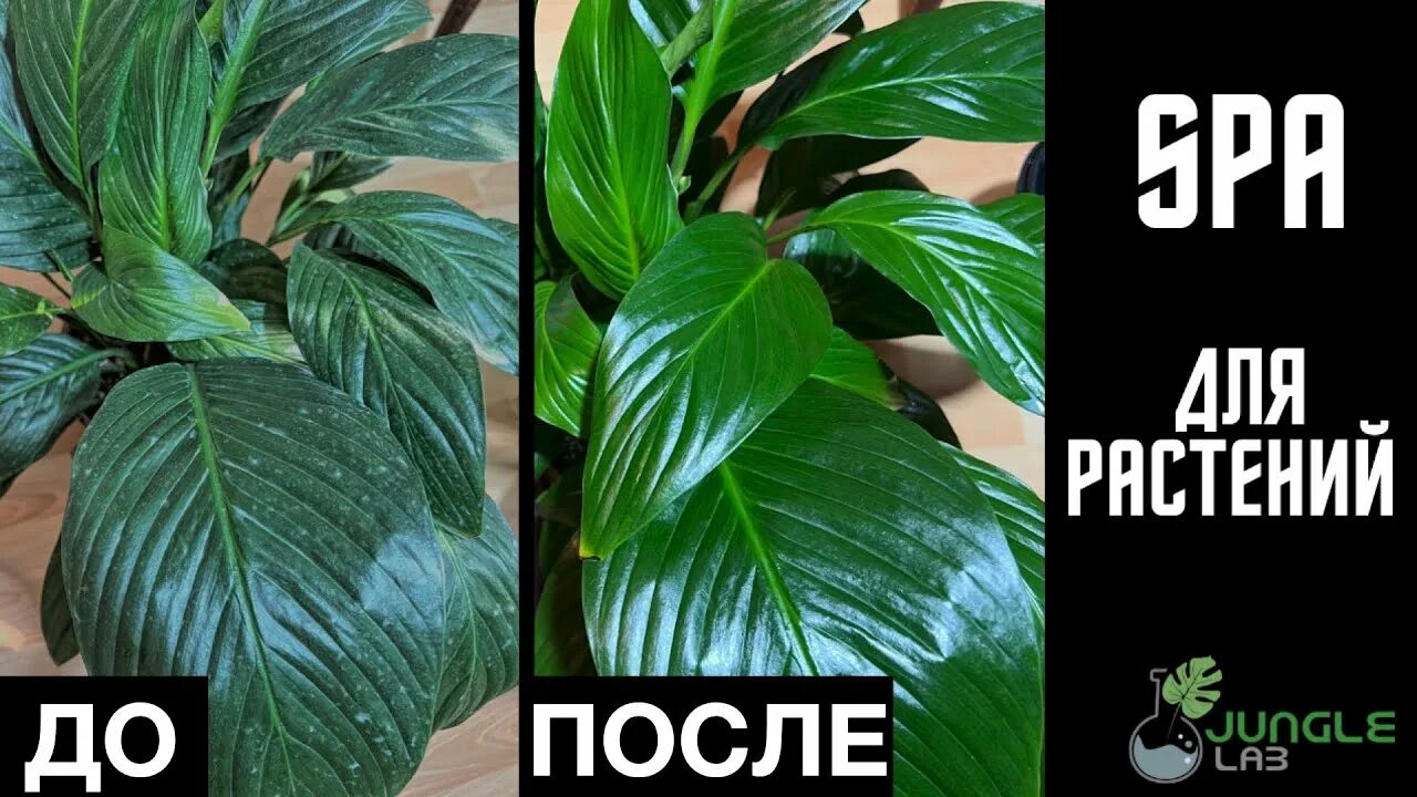 Чем протереть листья для блеска. Полироль для листьев комнатных растений. полировка листьев комнатных растений. чем протирать листья фикуса для блеска. чем протирать листья комнатных растений.