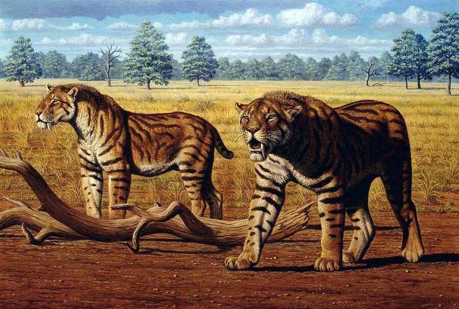 Smilodon. Тигр Смилодон. Cмилодон (Саблезубый тигр). Саблезубый Лев Смилодон. Махайрод Смилодон.