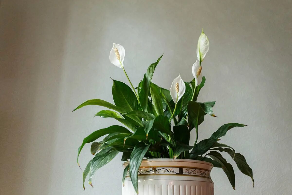 Спатифиллум. Спатифиллум Уоллиса (Spathiphyllum wallisii). Спатифиллум Бландум. Спатифиллум флорибундум. Спатифиллум выращивание