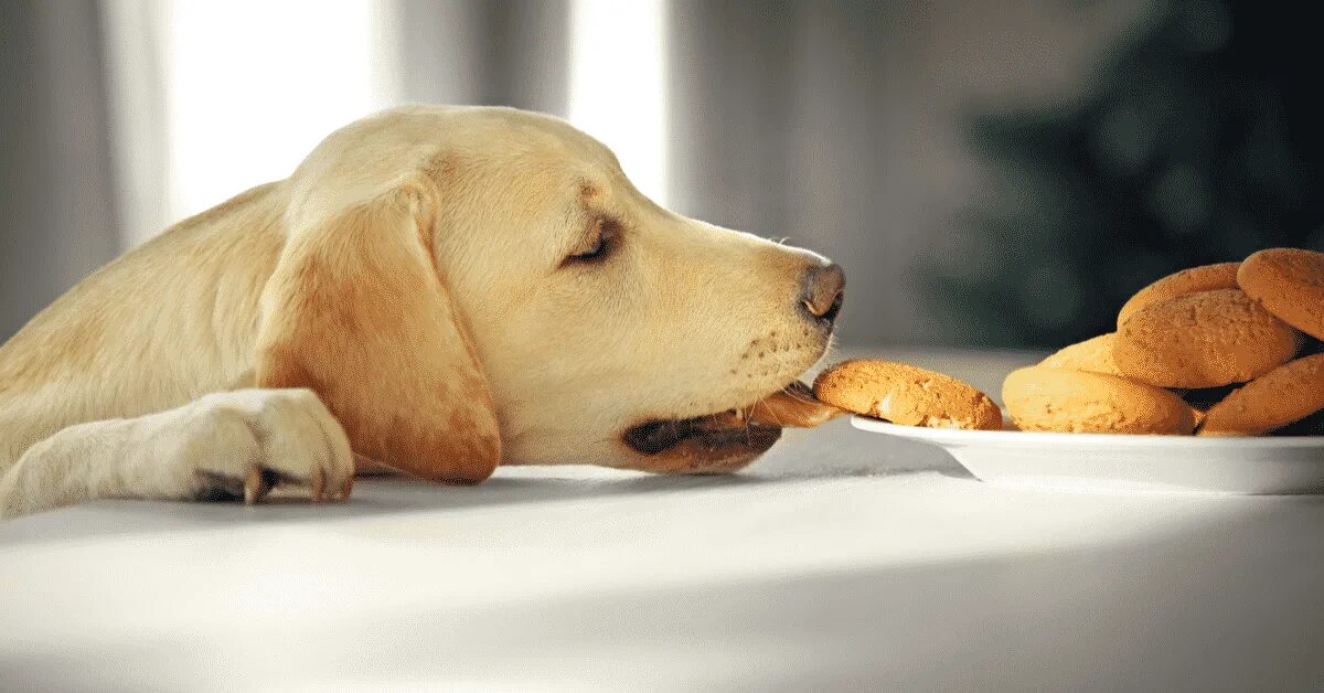 Чистокровный лабрадор. Лабрадор черный молодой. Щенки лабрадора 1 день. Памятка владельцу щенка лабрадора. Порция корма для щенка лабрадора.