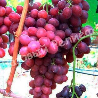 Кишмиш аксайский отзывы