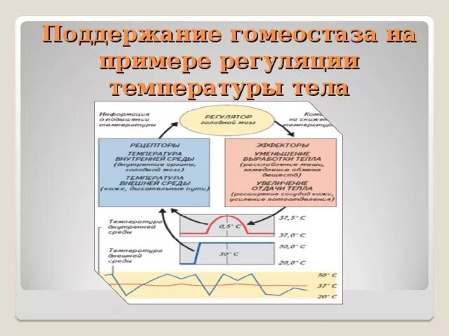 Регуляция температуры тела. Регуляция гомеостаза. Регуляция температуры тела схема. Регуляция температуры тела физиология.