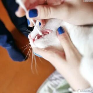 Гель кошки рот