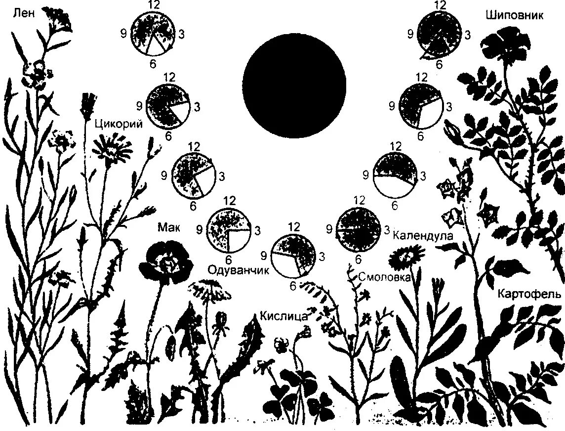 Сезонные ритмы в жизни растений. Суточный ритм растений. Цветочные биологические часы. Биоритмы растений. Цветочные часы рисунок.