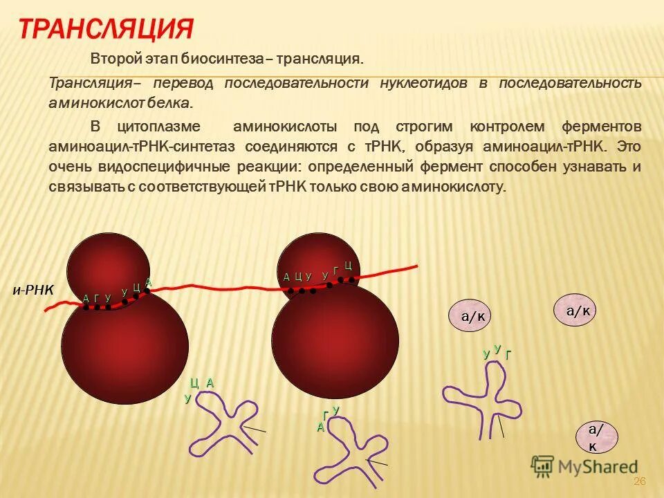 процессы трансляции биосинтеза белка. синтез белков рибосом биосинтез глюкозы. трансляция второй этап биосинтеза. синтез белков рибосом биосинтез глюкозы. субъединицы рибосом.
