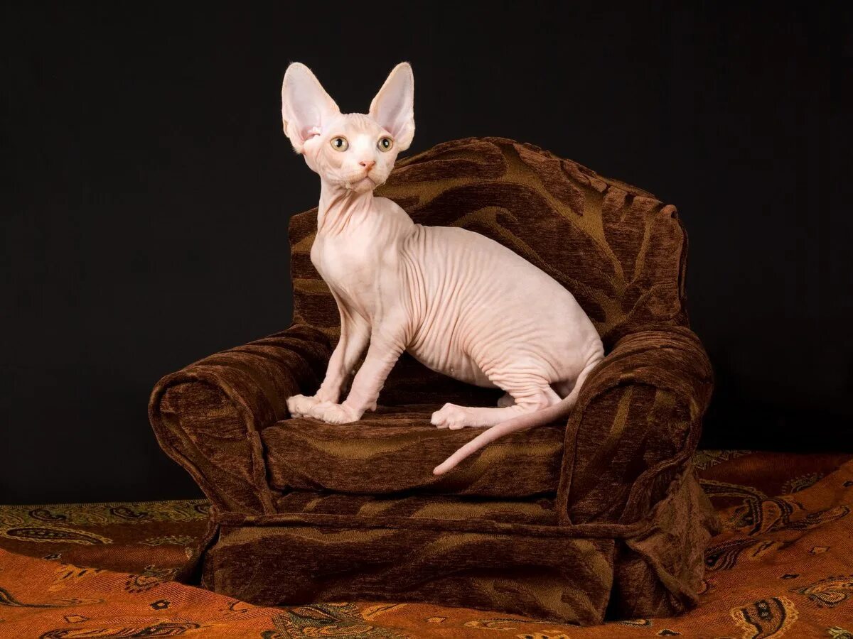 Сфинксы лучшие кошки
