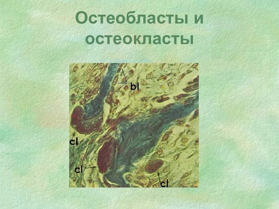 Остеобласты. Образование остеобластов. Остеоциты остеобласты остеокласты гистология. Остеокласты и остеобласты функции. Клетки костной ткани остеокласты.
