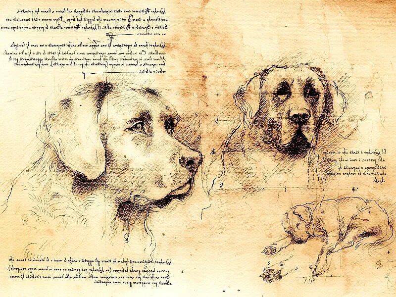леонардо да винчи зарисовки животных. леонардо да винчи животные. коты леонардо да винчи. леонардо да винчи животные. леонардо да винчи животные.