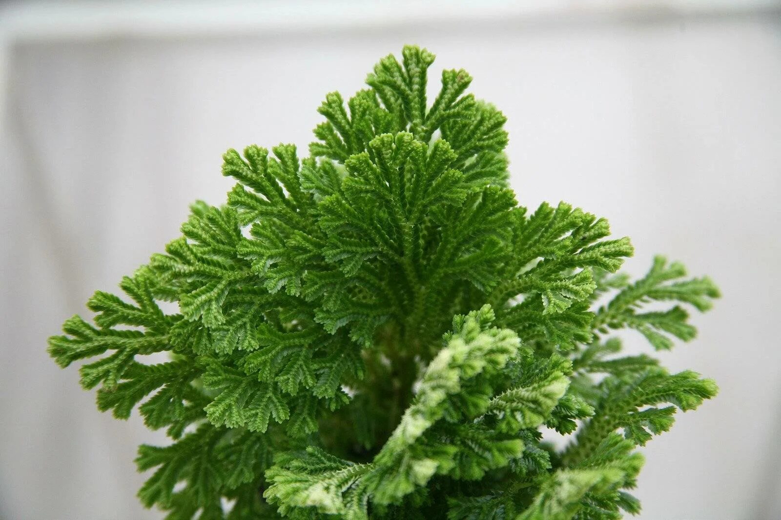 Селагинелла фото. Селагинелла фото. Селагинелла фото. Селагинелла мох. Селагинелла мартенса.