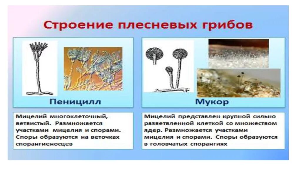 Гриб мукор и пеницилл. Плесневые грибы строение. Строение гриба мукора и пеницилла. Плесневые грибы строение размножение. Чем отличаются плесени