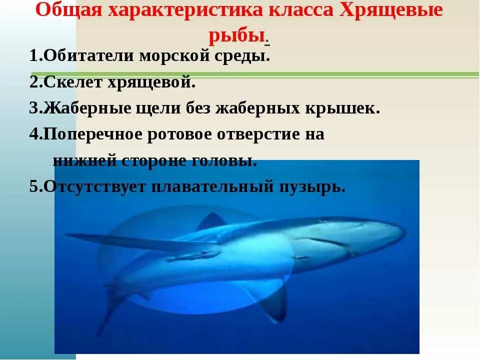 3 признака хрящевых рыб. Хрящевые акулы. Хрящевые рыбы + по биологии 7 класс. Хрящевые рыбы презентация. Класс хрящевые рыбы акулы.