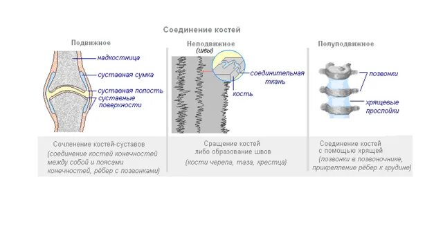 Подвижное соединение костей суставы. Неподвижное соединение костей это шов,сустав. Подвижное и полуподвижное соединение костей. Подвижное неподвижное полуподвижное соединение костей таблица. Строение подвижного соединения костей.