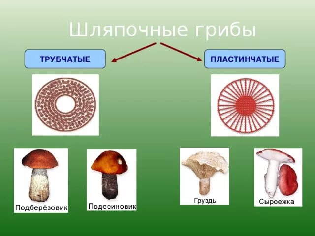 Шляпочные грибы трубчатые и пластинчатые. Шляпочные трубчатые грибы Шляпочные пластинчатые грибы. Шляпочные грибы строение трубчатые и пластинчатые. Шляпочные и трубчатые грибы представители.