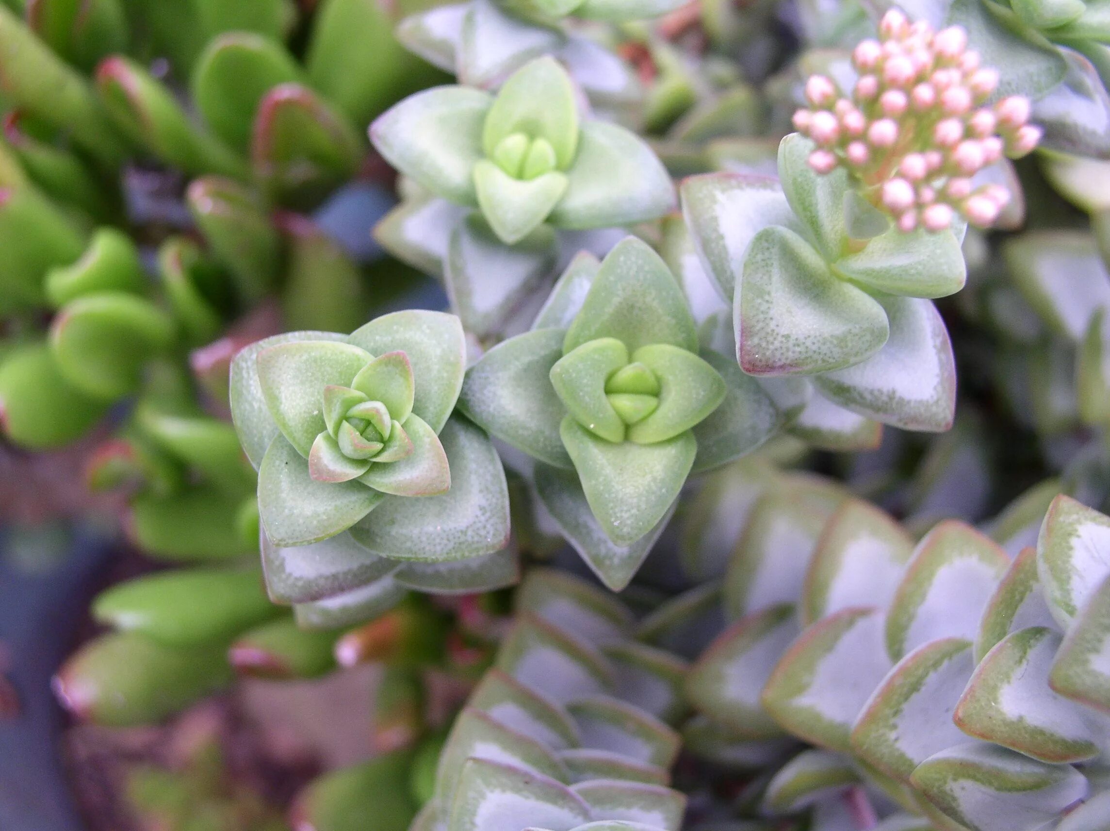 Толстянка крассула яйцевидная. Крассула (денежное дерево). Толстянка древовидная крассула. Толстянка цветет. Крассула овата денежное дерево.