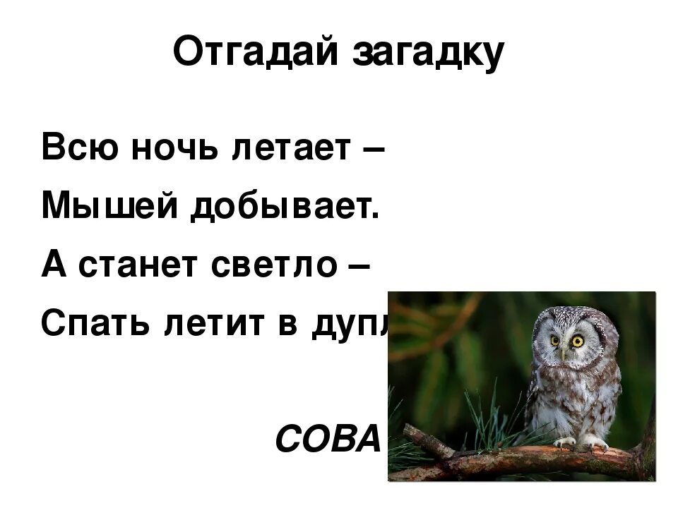 Сова отгадывает