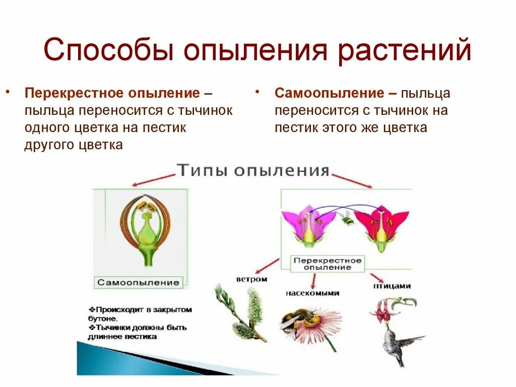 Какой процесс следует за опылением. Типы опыления цветковых растений. Самоопыление и перекрестное опыление. Перекрестное самоопыление самоопылителей. Перекрестное опыление самоопылителей.