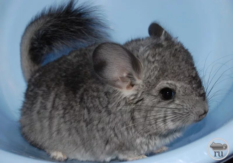 Chinchilla 500. Chinchilla 500. Chinchilla 500. Chinchilla 500. Шиншилла альбинотичная.