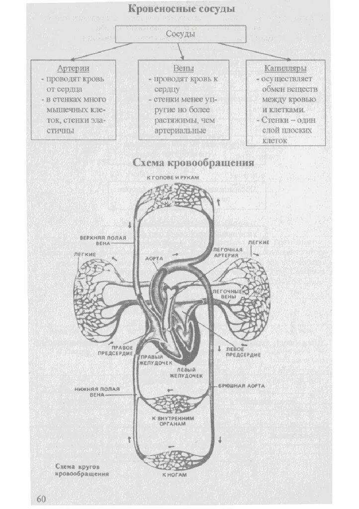 Биология человека егэ. Таблицы и схемы по биологии для подготовки к ЕГЭ. Биология в схемах и таблицах биология. Биология в схемах и таблицах ЕГЭ. Таблицы для ЕГЭ по биологии.