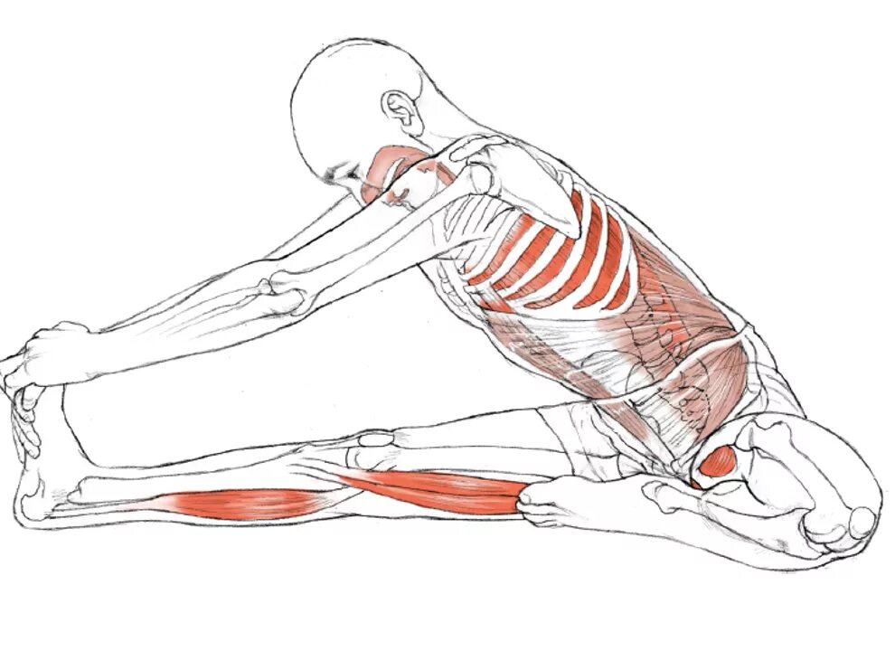 Расслабленный задний. Пашчимоттанасана анатомия йоги. Растяжка портняжной мышцы. Портняжная мышца упражнения на растяжку. Растяжка портняжной мышцы бедра.