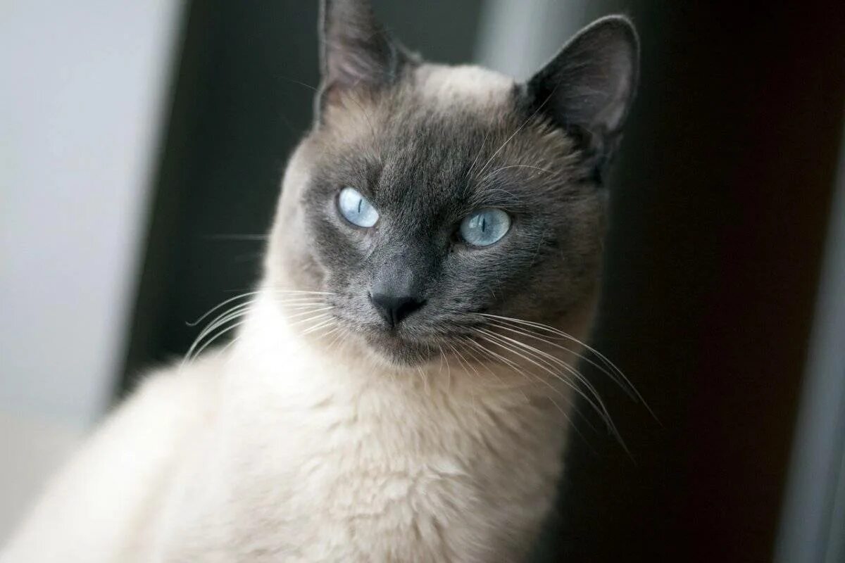 Породы котов с голубыми глазами. Тайская старосиамская кошка. Сиамская и тайская кошка. Старотипная Сиамская. Сиамская кошка гладкошерстная.