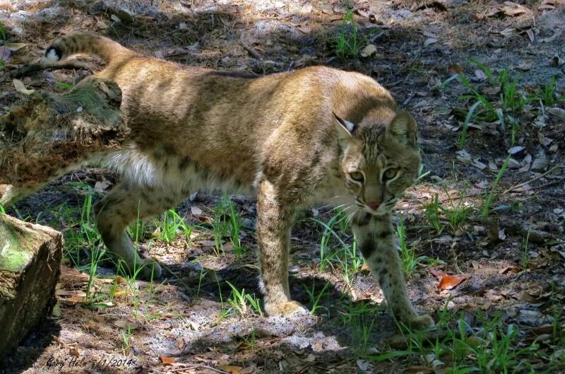 Хищники болот. Флоридский Bobcat.. Американская Дикая кошка. Картинка болотный хищник.