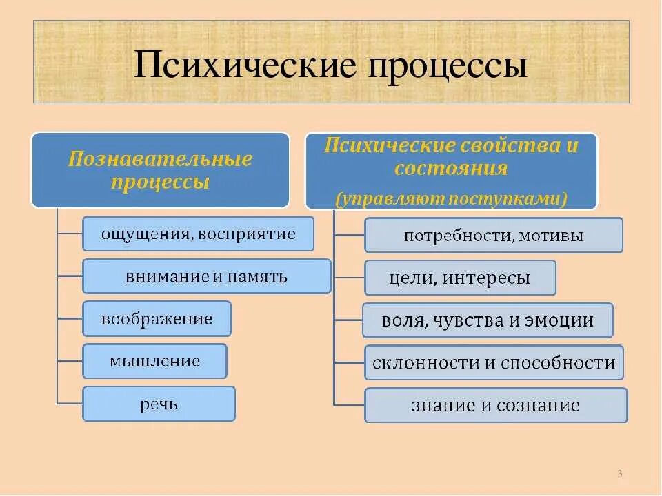 Память относится к психическим