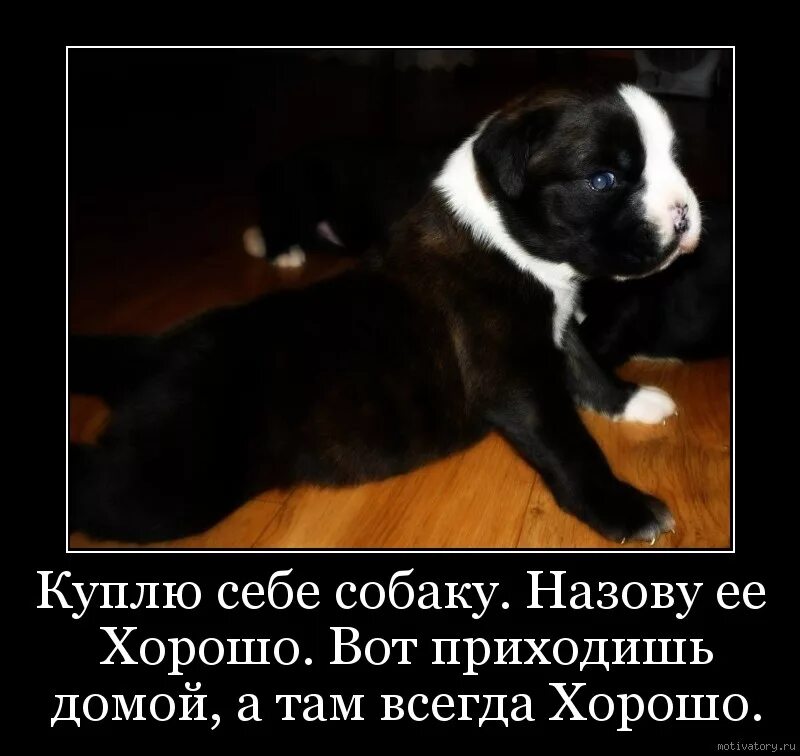 Они домой