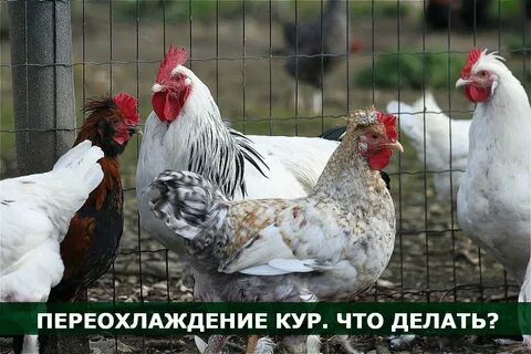 Куры несутся на землю