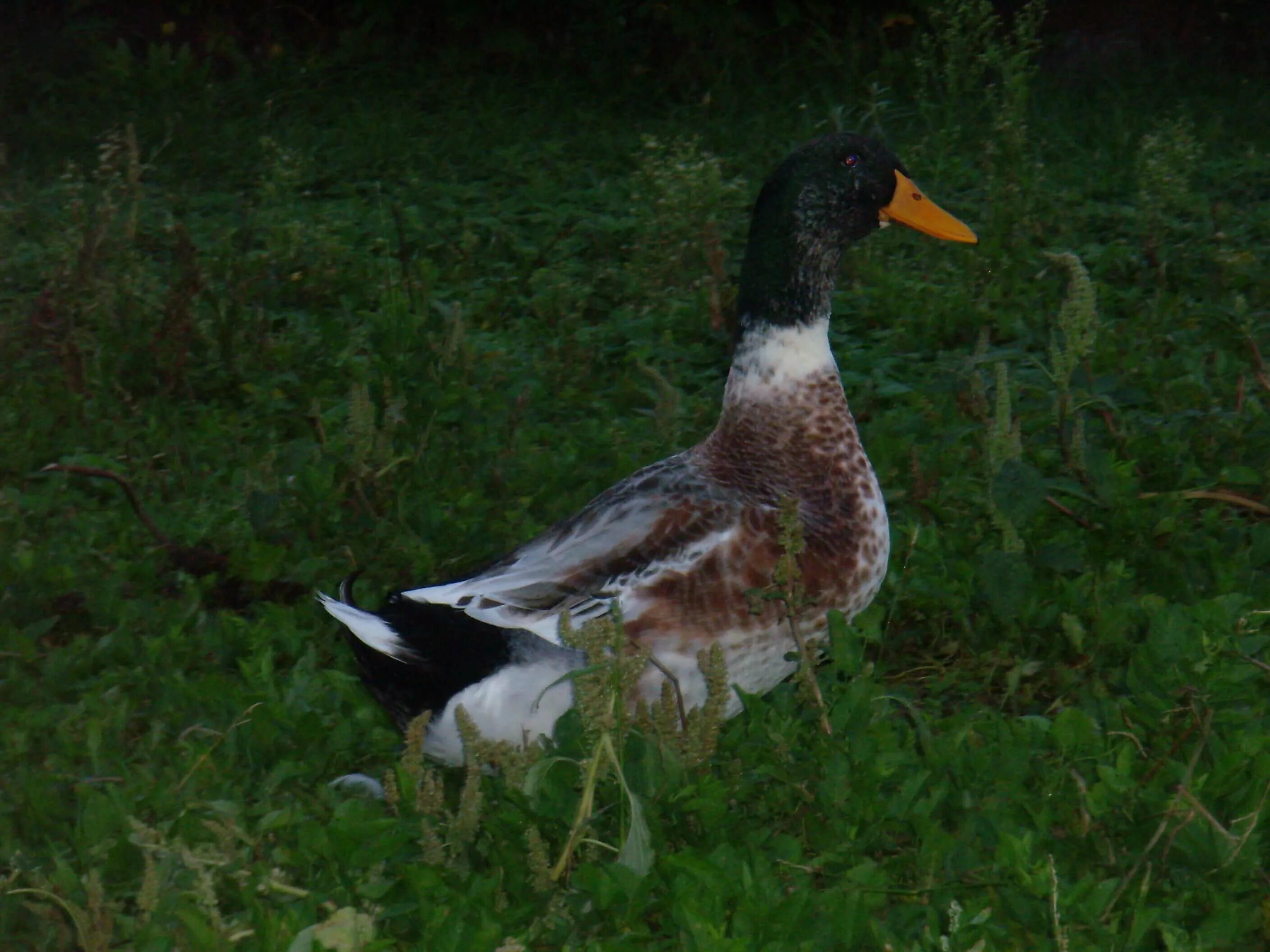 башкирская порода уток. утята благоварка. утки фаворит башкирка. башкирская порода уток. башкирская мускусная утка.
