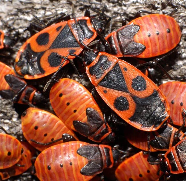 Жук пожарник клоп солдатик. Жук клоп солдатик. Клоп-солдатик – Pyrrhocoris apterus. Жук клоп солдатик красный.