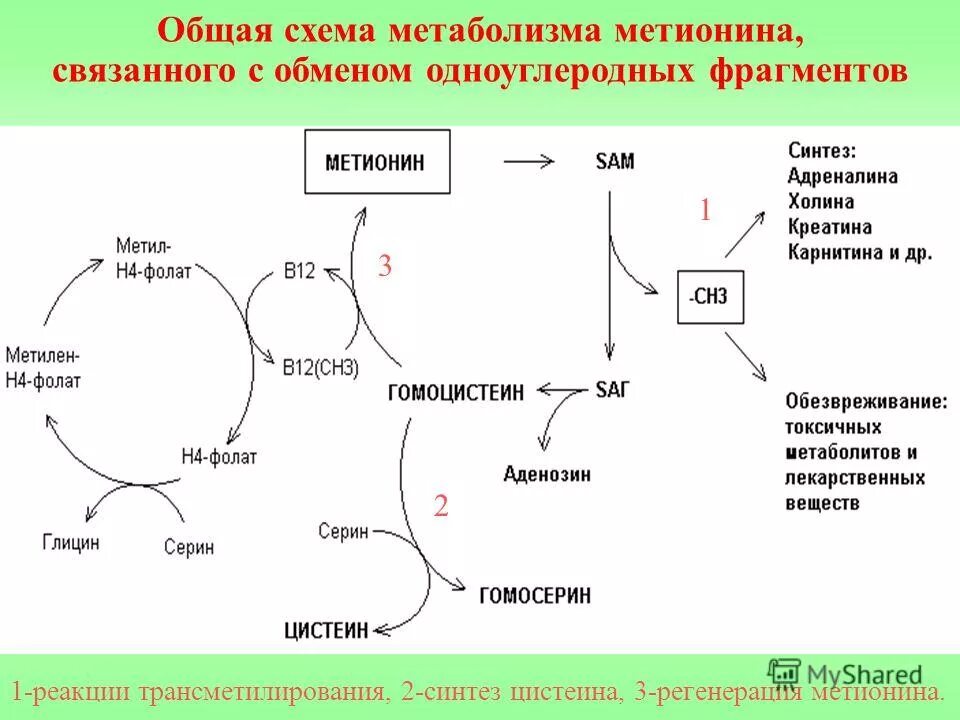 Общие пути метаболизма аминокислот. Превращение гомоцистеина в метионин. Схема обмена метионина биохимия. Общая схема метаболизма аминокислот. Реакция образования метионина.