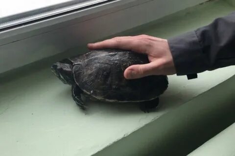 Общество черепах