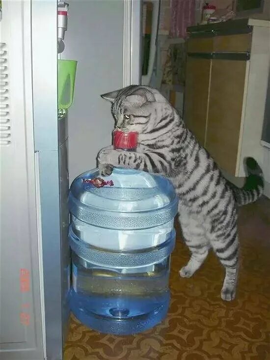 Сильный сушняк. Кулер для воды юмор. Кулер для воды прикол. Кот с кулером. Налей коту воды.
