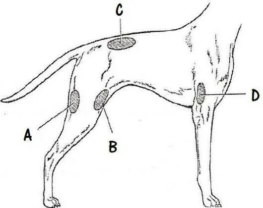 Места уколов собакам. Внутримышечный укол собаке схема. Укол собаке внутримышечно в бедро схема. Как ставить укол собаке внутримышечно. Укол собаке внутримышечно схема.