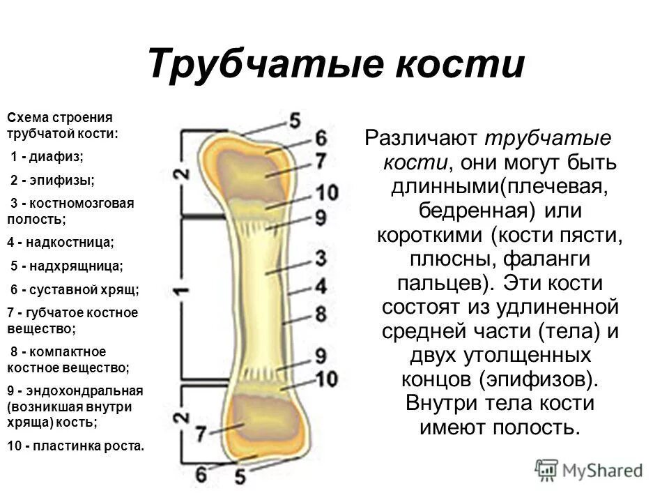 Место кости. Строение трубчатой кости анатомия. Строение длинной трубчатой кости. Отделы длинной трубчатой кости схема. Длинные трубчатые кости человека.