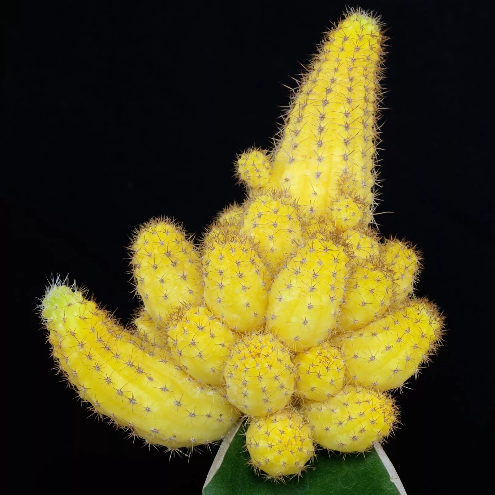 KAKTÜS & CAKTÜS Blumen, Wunderschön, Kaktus