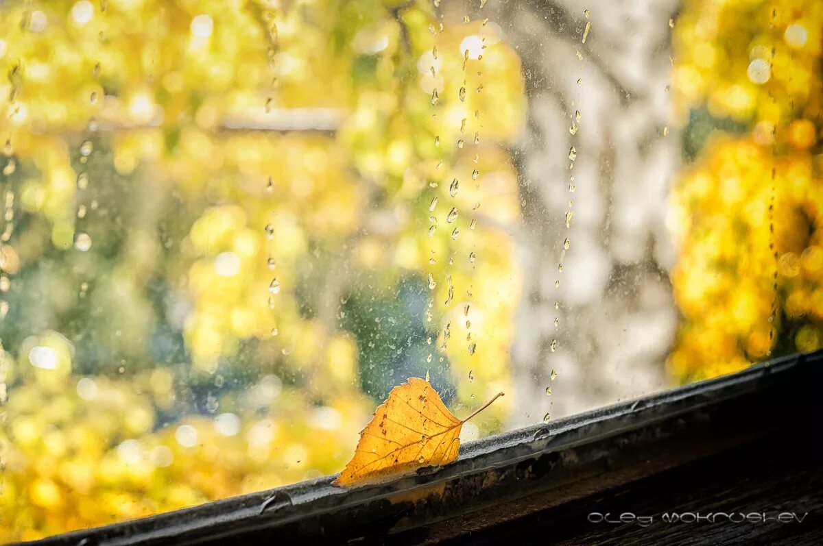 На пороге дождь. Осень за окном. Осень дождь. Осеннее окно. Осенний дождь на окне.