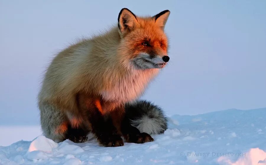 Красная крестовка лиса. Крестовка / Cross Fox. Лиса окрас крестовка. Лиса Камчатка.