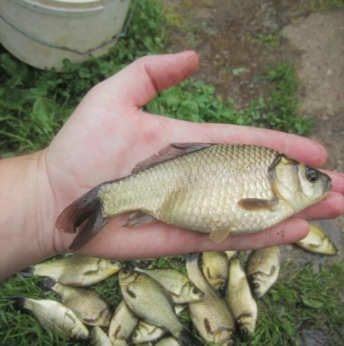 Карась золотой Carassius Carassius. Карась мабуна. Улов карася. Улов карасей небольшой. Клев рыбы карась