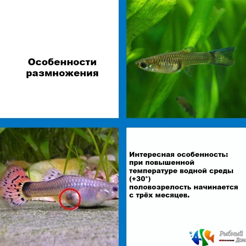 Как размножаются гуппи в аквариуме. Как размножаются гуппи в аквариуме. Рыбы гуппи размножение. Аквариумные рыбки гуппи размножение. Гуппи рыбки.
