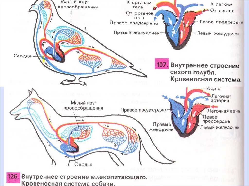 Кровеносная система птиц схема кругов кровообращения. Строение кровеносной системы собаки схема. Круги кровообращения собаки схема. Малый круг кровообращения у млекопитающих схема.